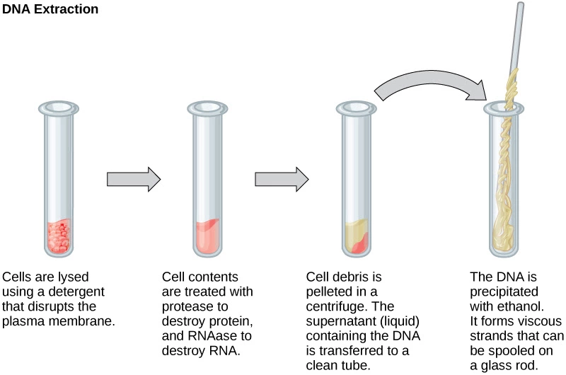 Steps In DNA Extraction.webp